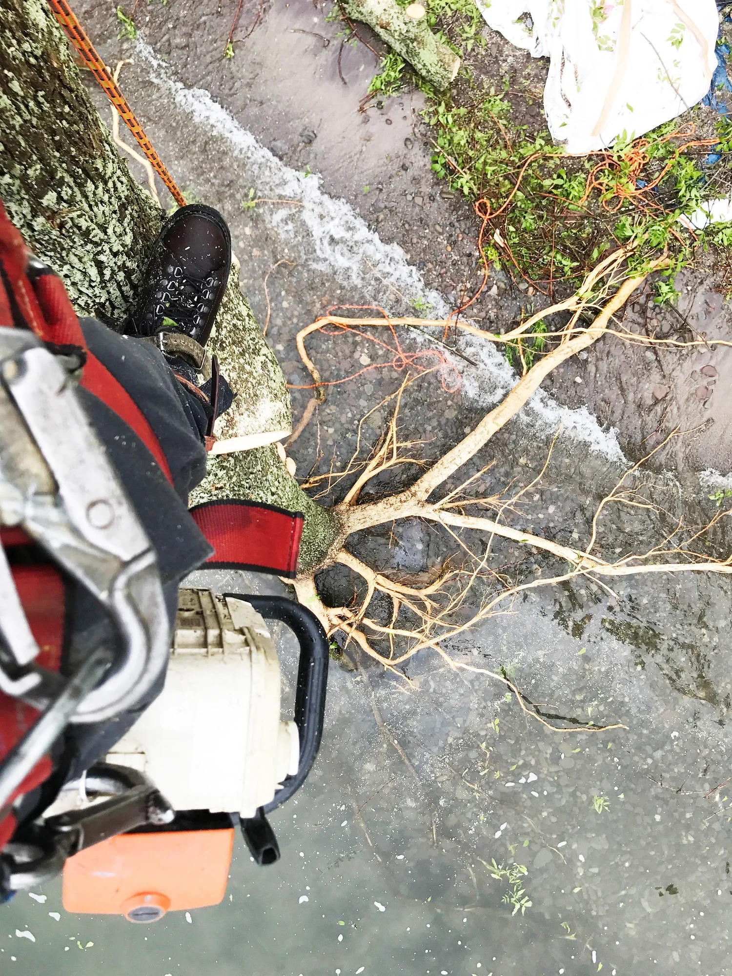 High Falls Tree Service gallery 3