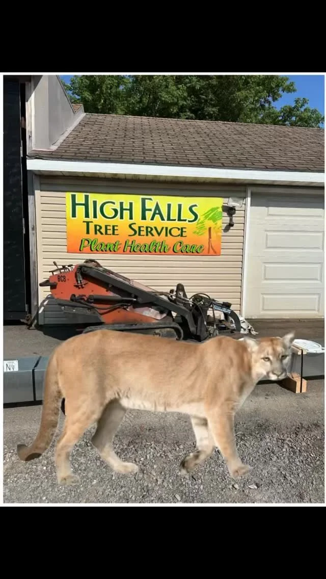 High Falls Tree Service gallery 6