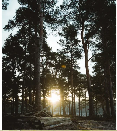 High Peaks Tree Removal Inc