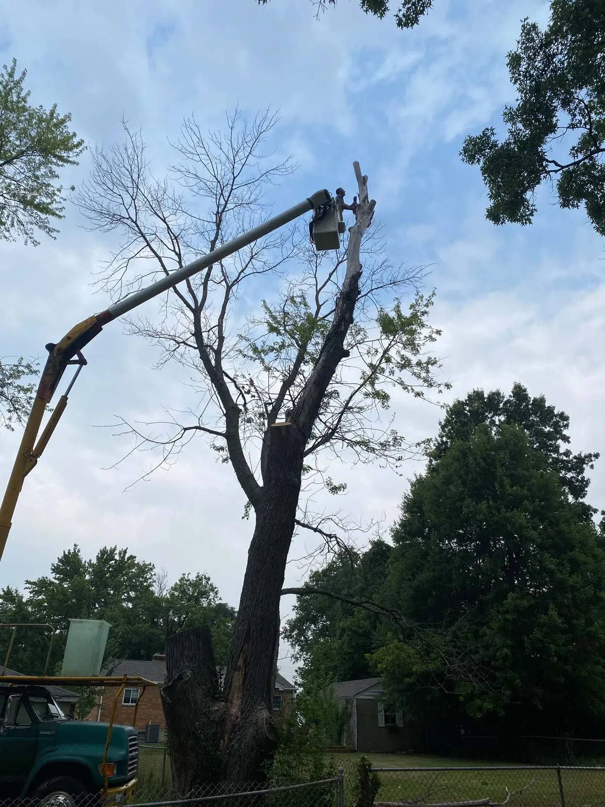 Hutson Tree Service gallery 2