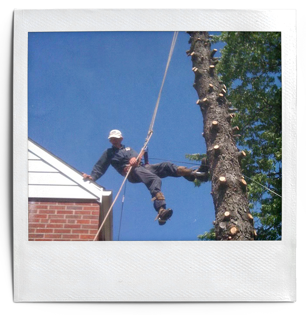 Hutson Tree Service gallery 3
