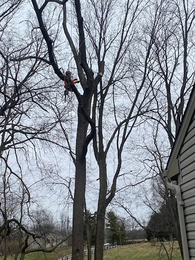 Hutson Tree Service gallery 4