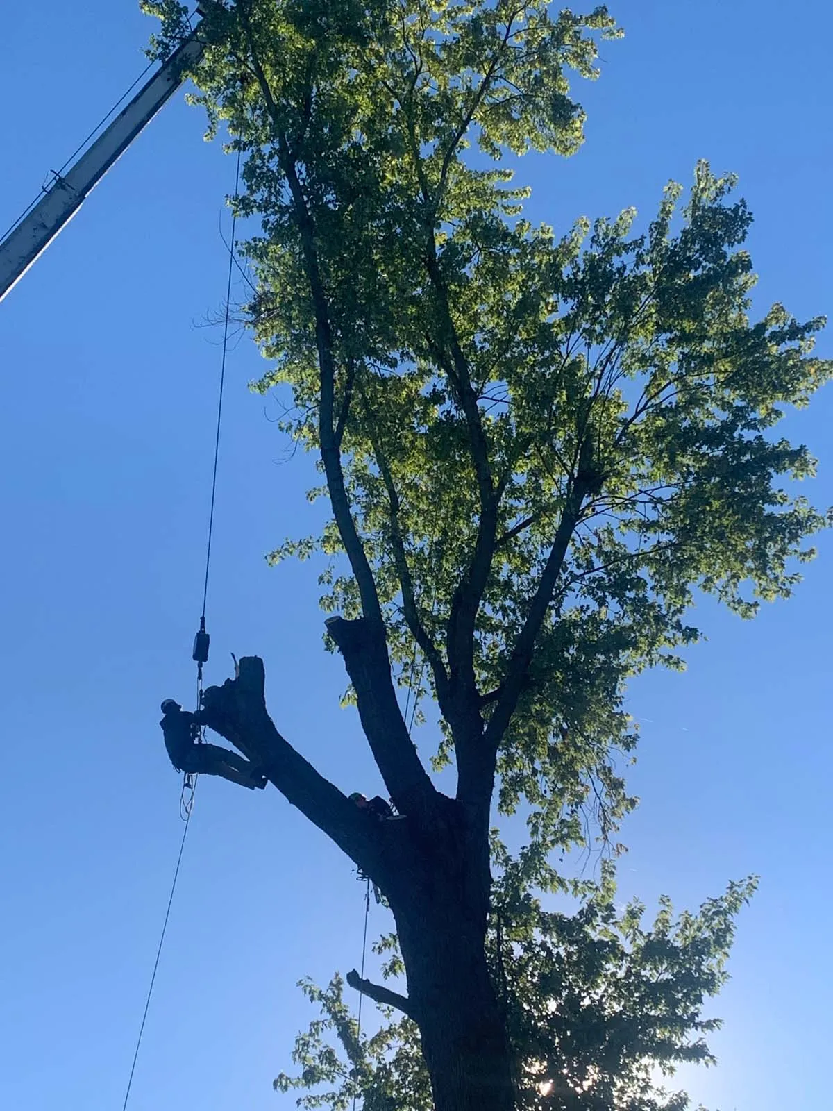 Hutson Tree Service gallery 7