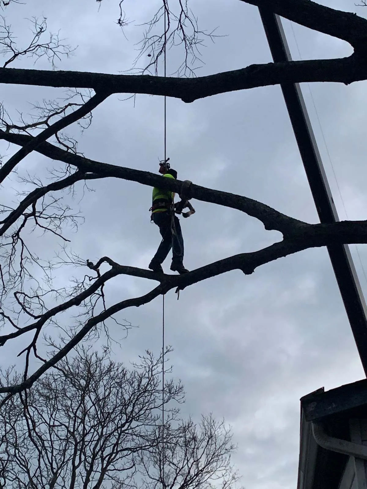 Hutson Tree Service gallery 8