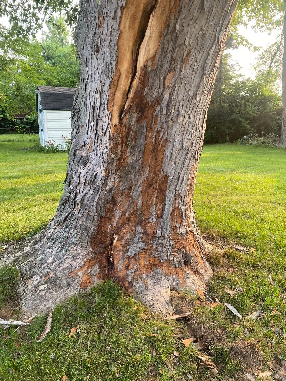 Hutson Tree Service gallery 9