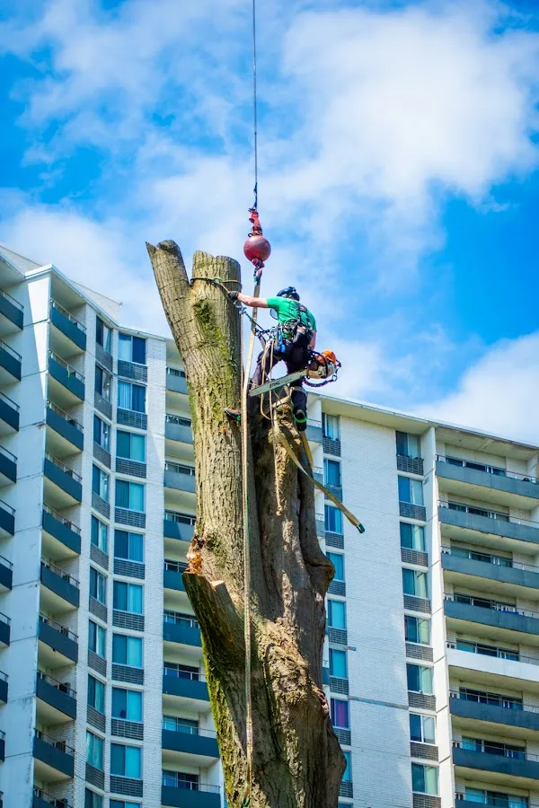 Ilya's Tree Service