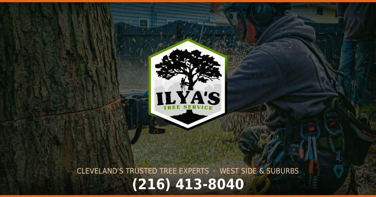 Ilya's Tree Service gallery 3