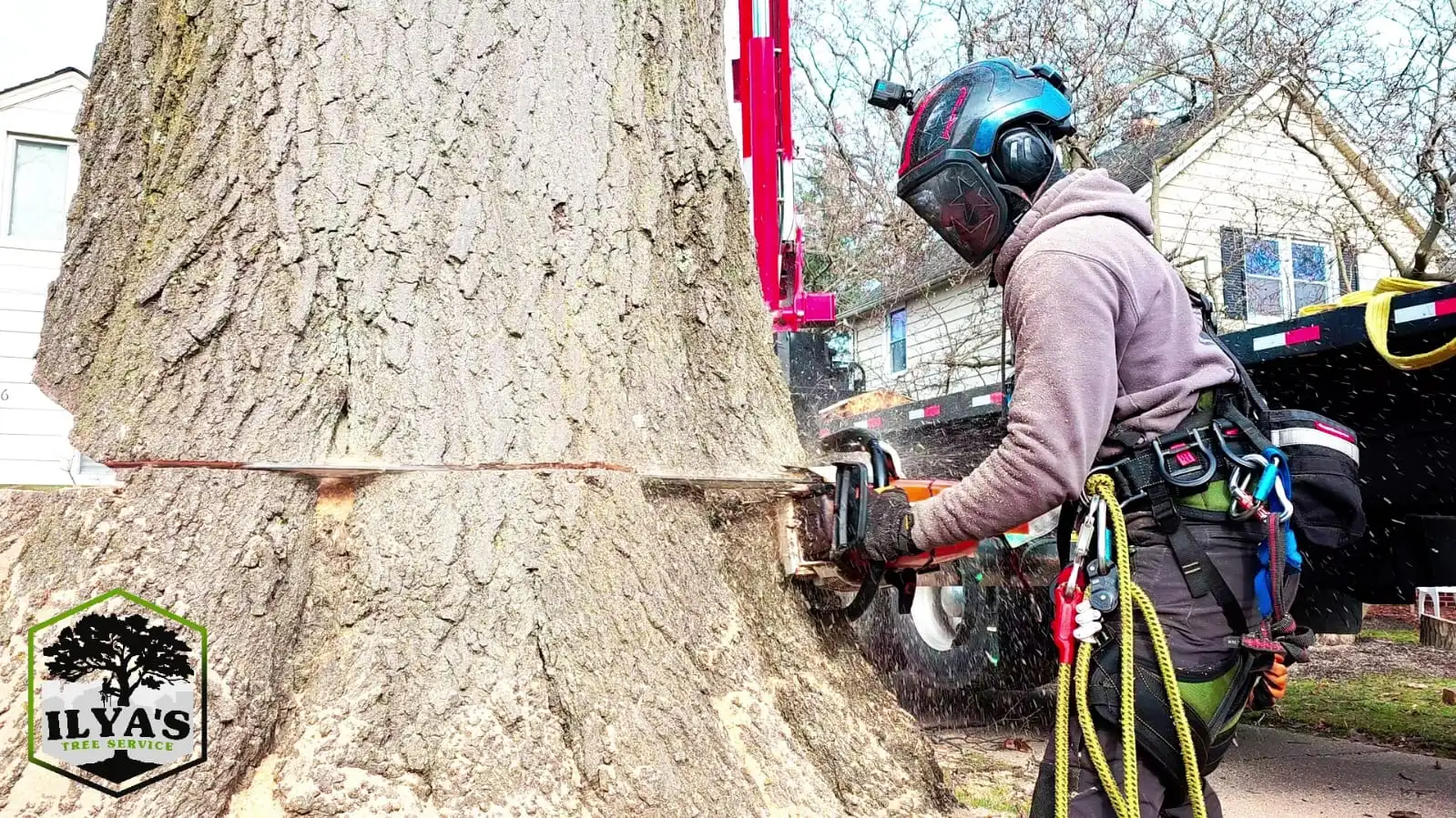 Ilya's Tree Service gallery 4