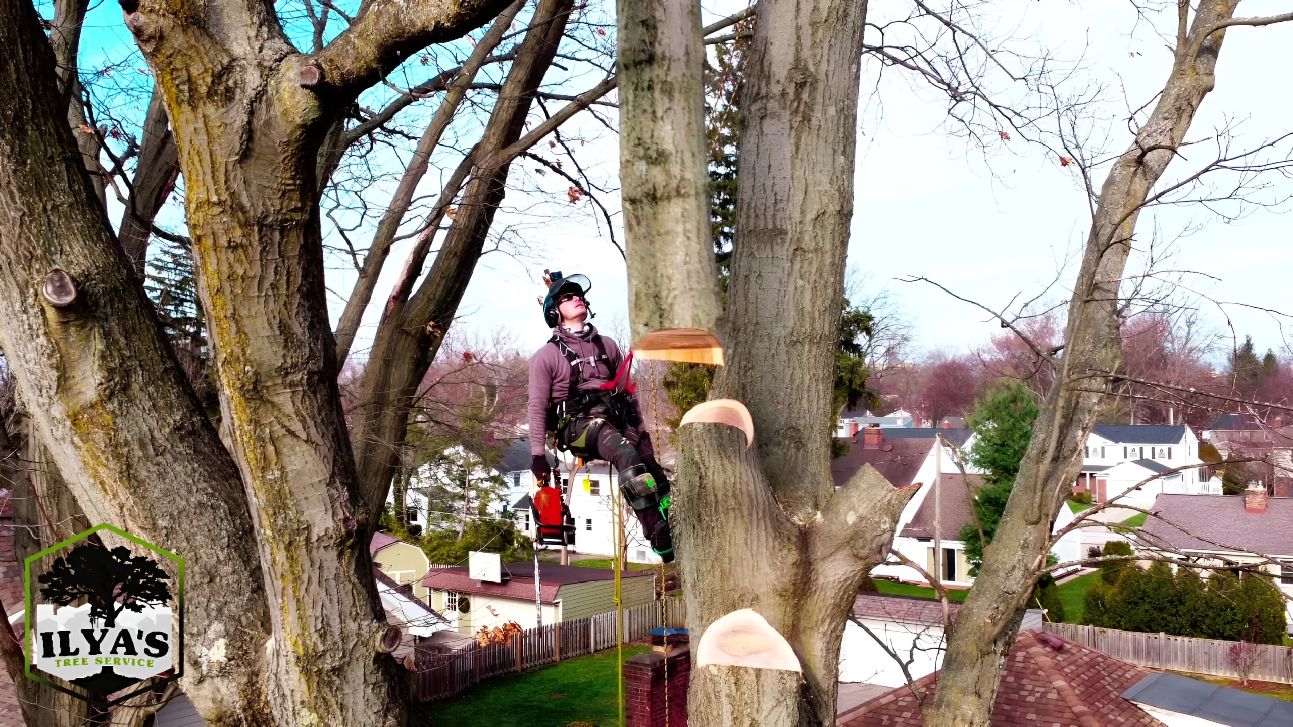 Ilya's Tree Service gallery 6
