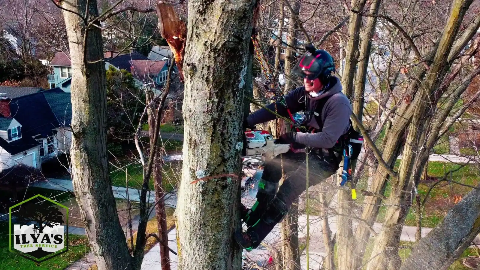 Ilya's Tree Service gallery 7