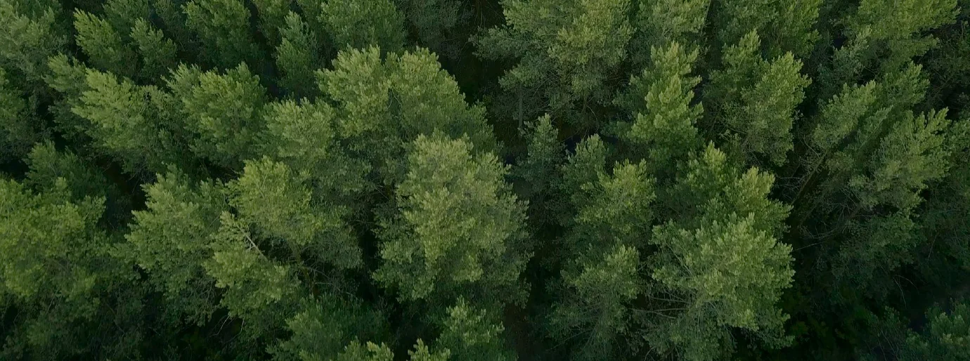 Indiana Tree Service gallery 5