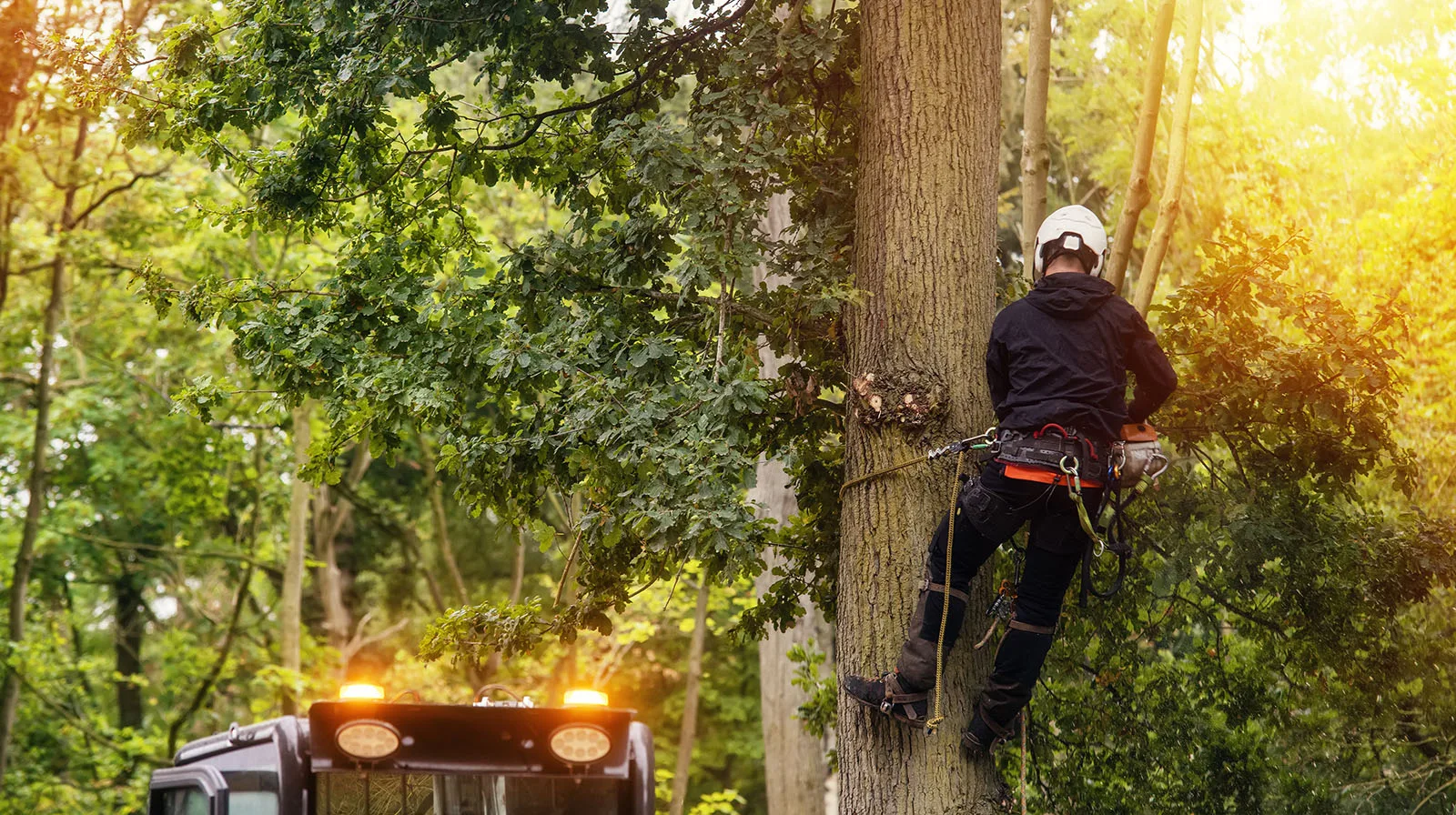 Indiana Tree Service gallery 6