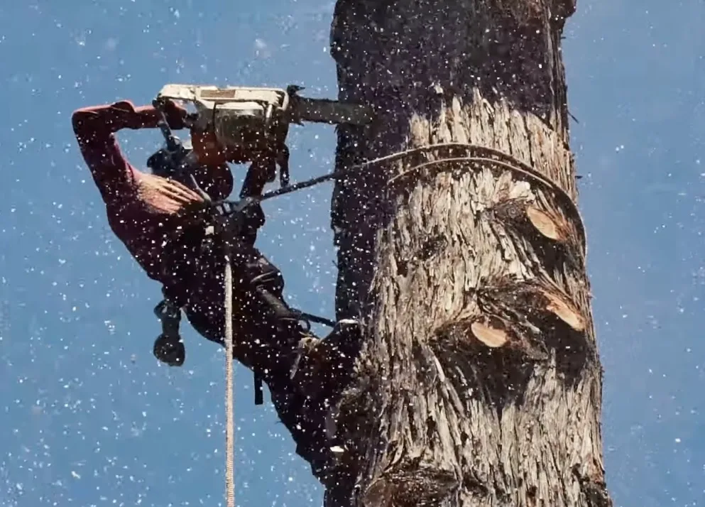 Inland Tree Care Company Riverside