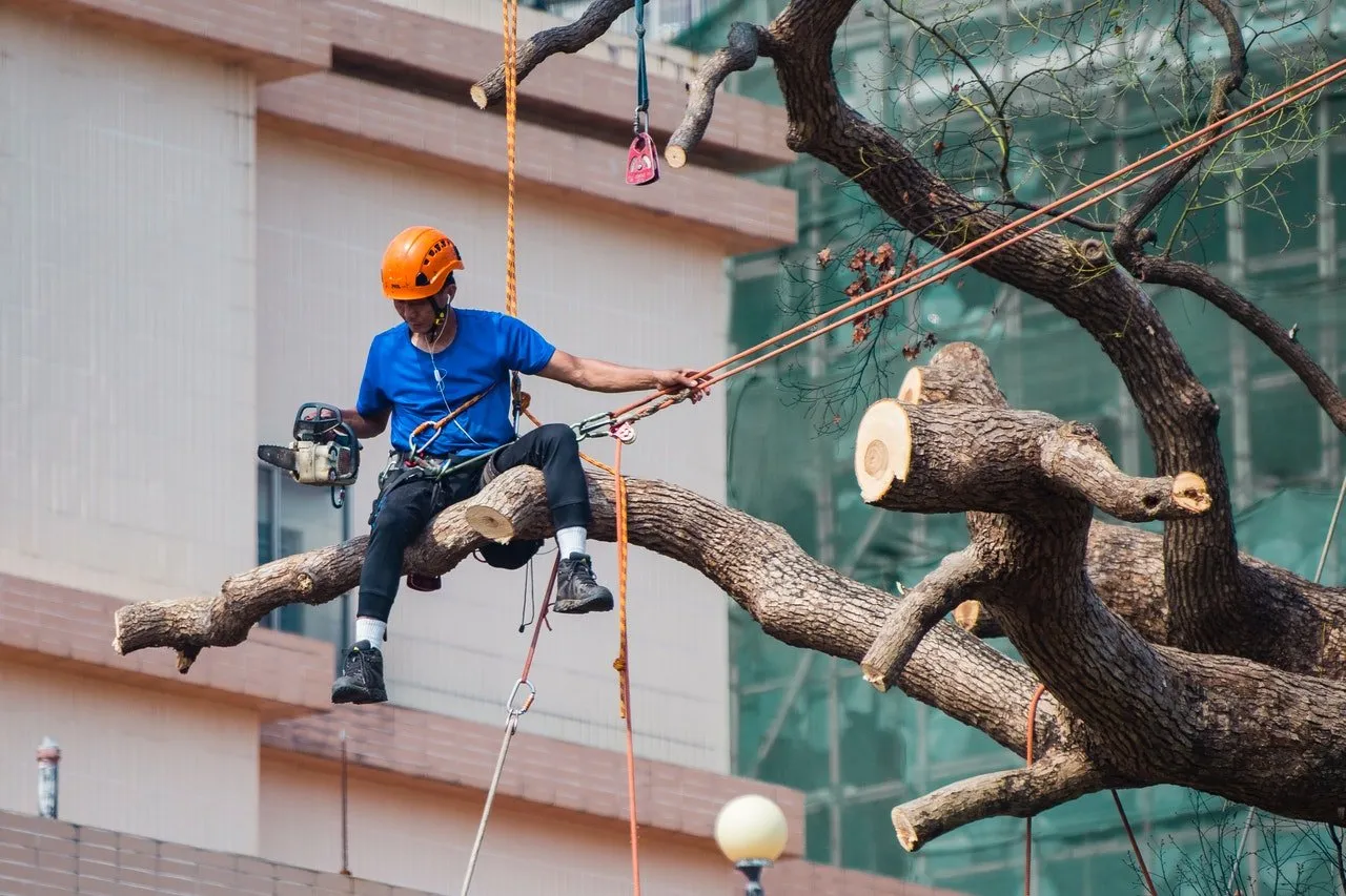 Inland Tree Care Company Riverside gallery 3
