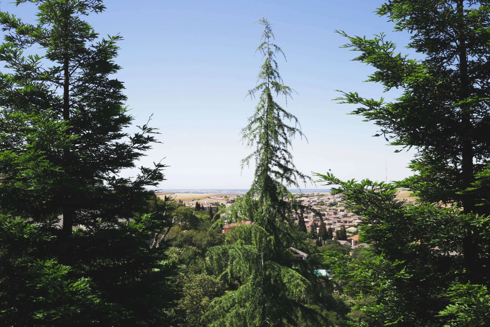 Inland Tree Care Company Riverside gallery 5
