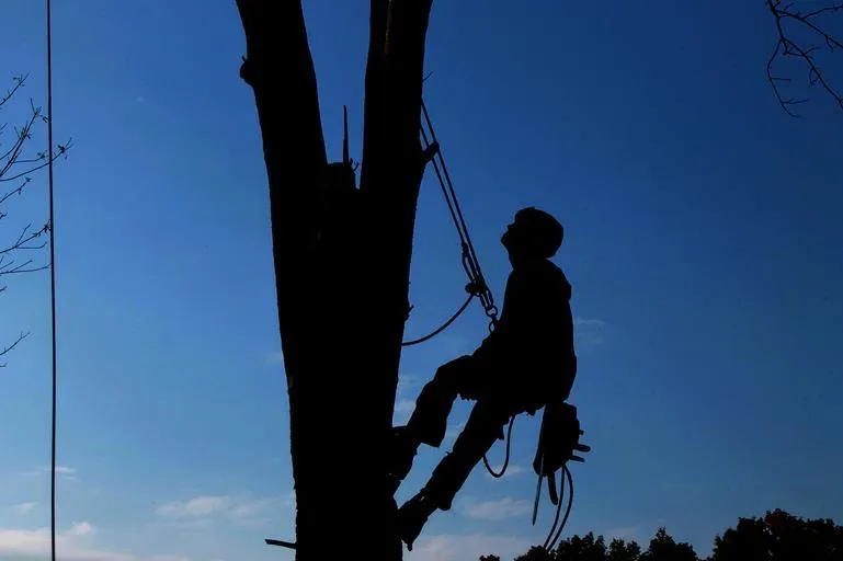 Inland Tree Care Company Riverside gallery 6