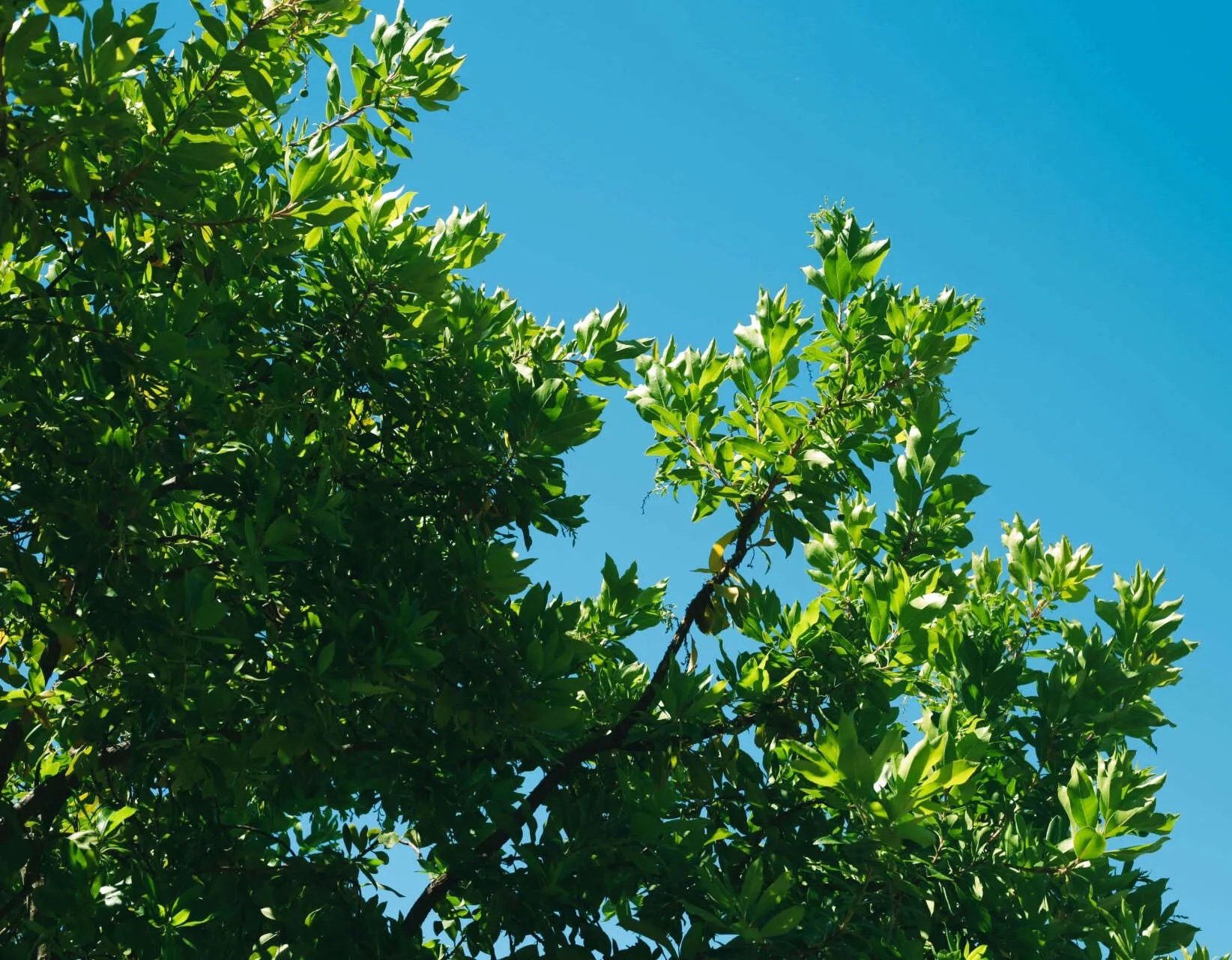Inland Tree Care Company Riverside gallery 7