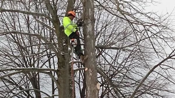Innovation Tree Services