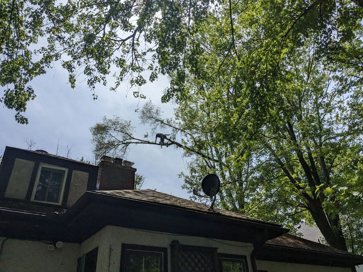 Inspire Tree Experts