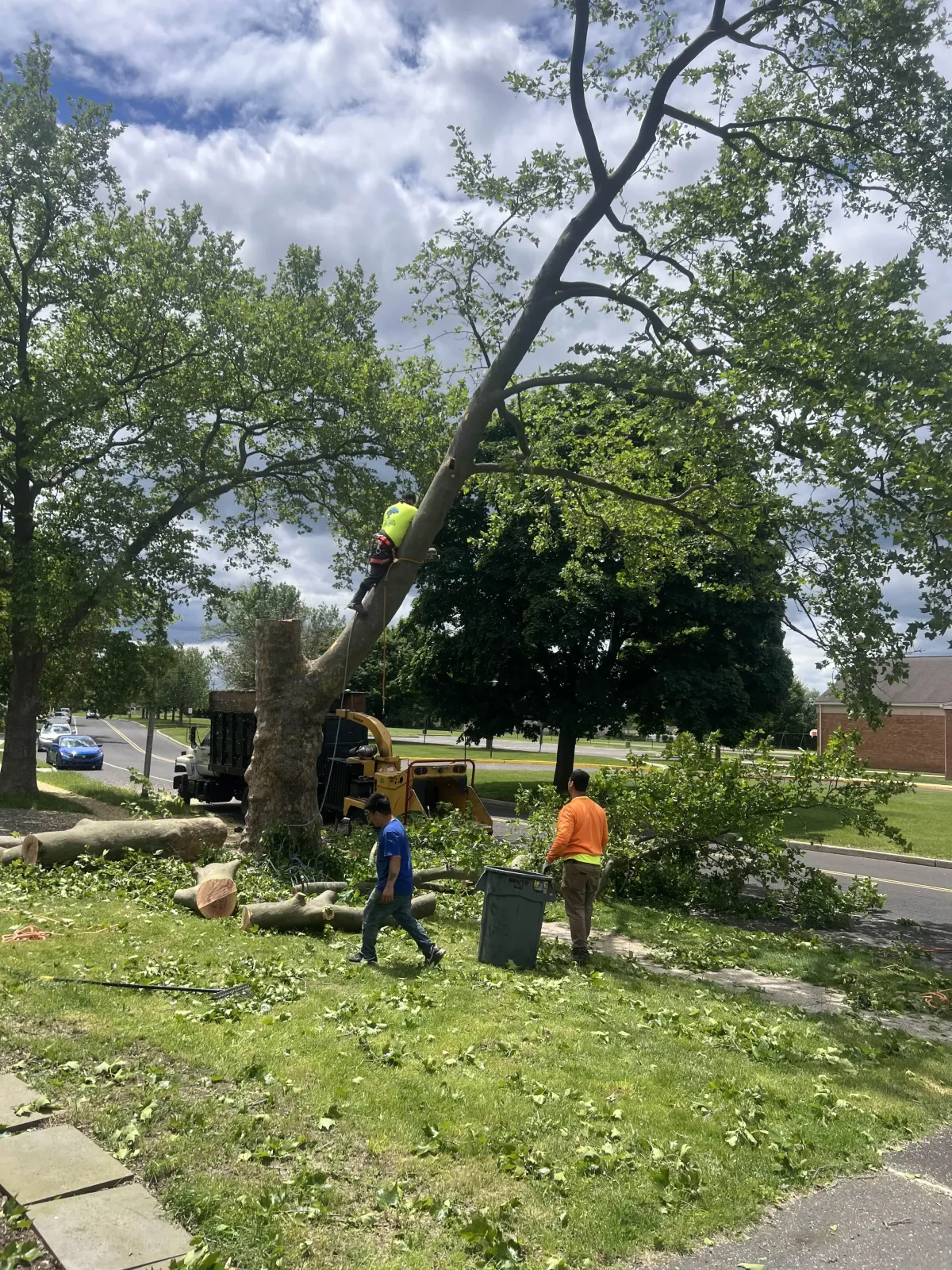 J&J landscaping and tree services gallery 4