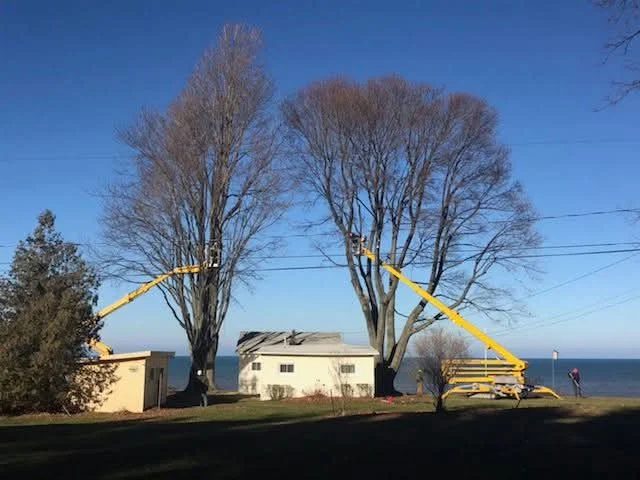 J.M. Tree Service gallery 6