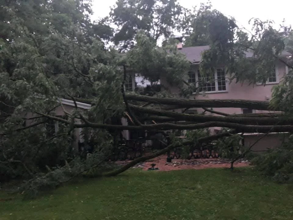 J.M. Tree Service gallery 8