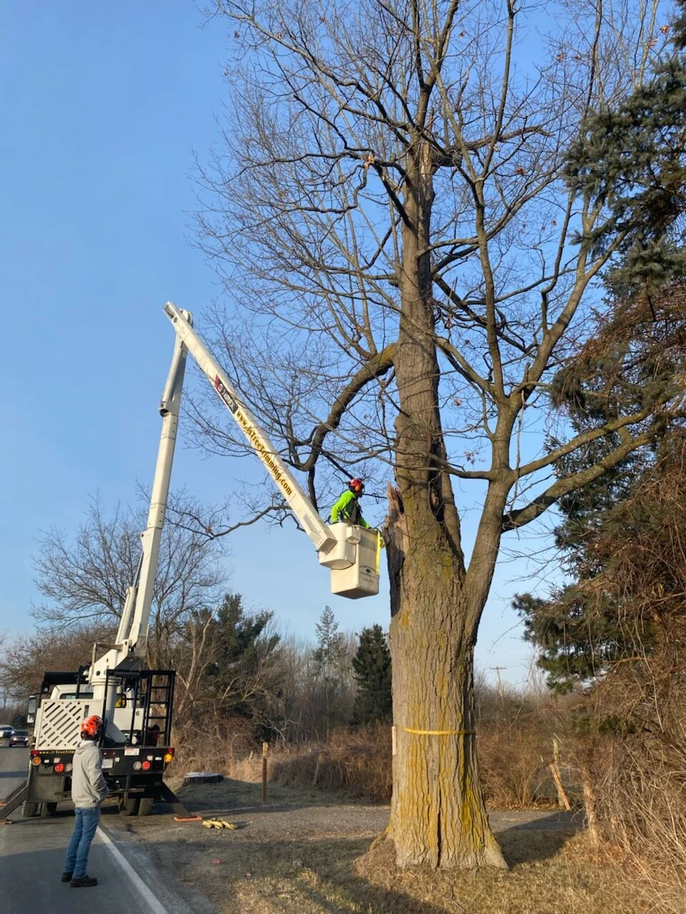 J's Tree Trimming & Removal, Inc. gallery 4