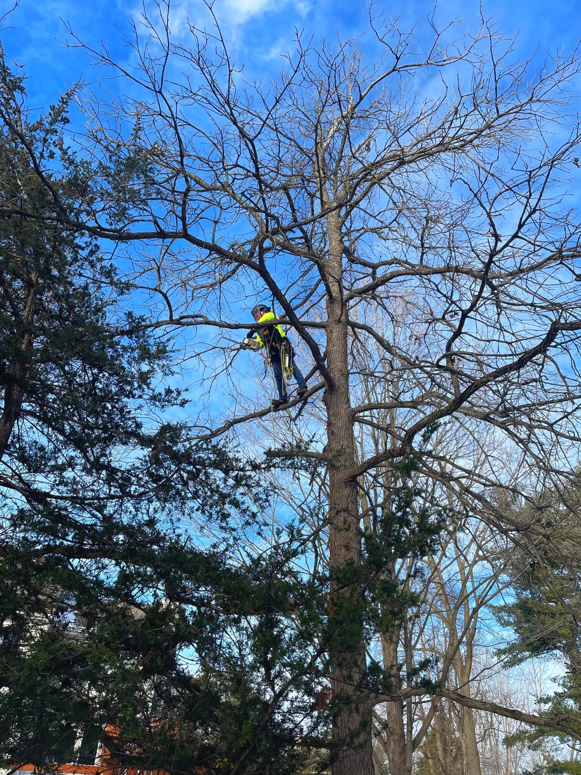 J's Tree Trimming & Removal, Inc. gallery 7