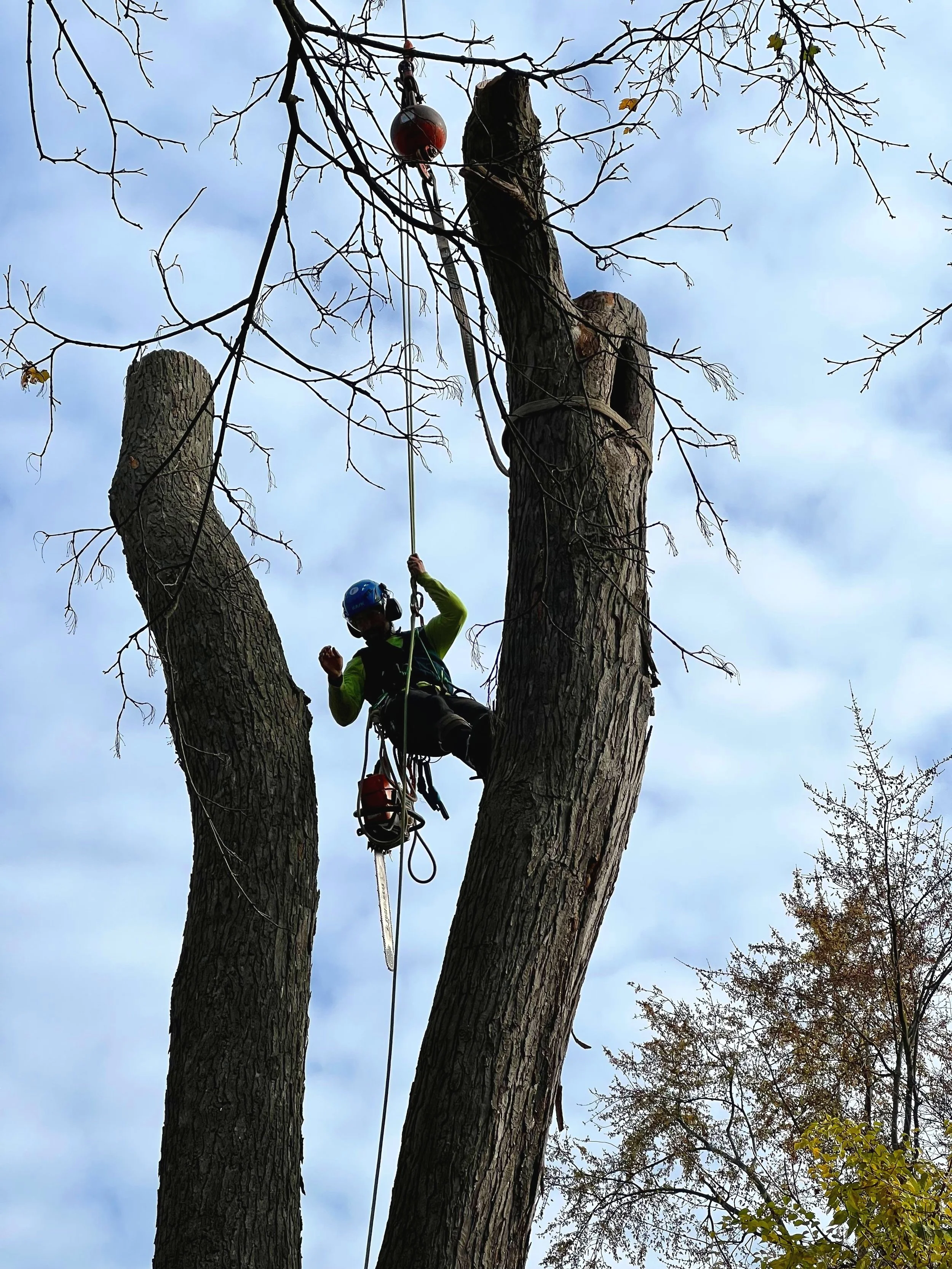 J's Tree Trimming & Removal, Inc. gallery 9