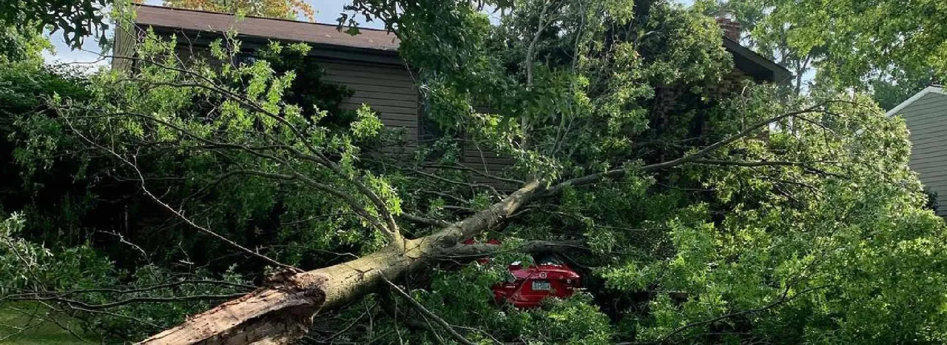 Jack's Tree Service gallery 2