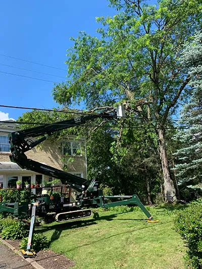 Jack's Tree Service gallery 5