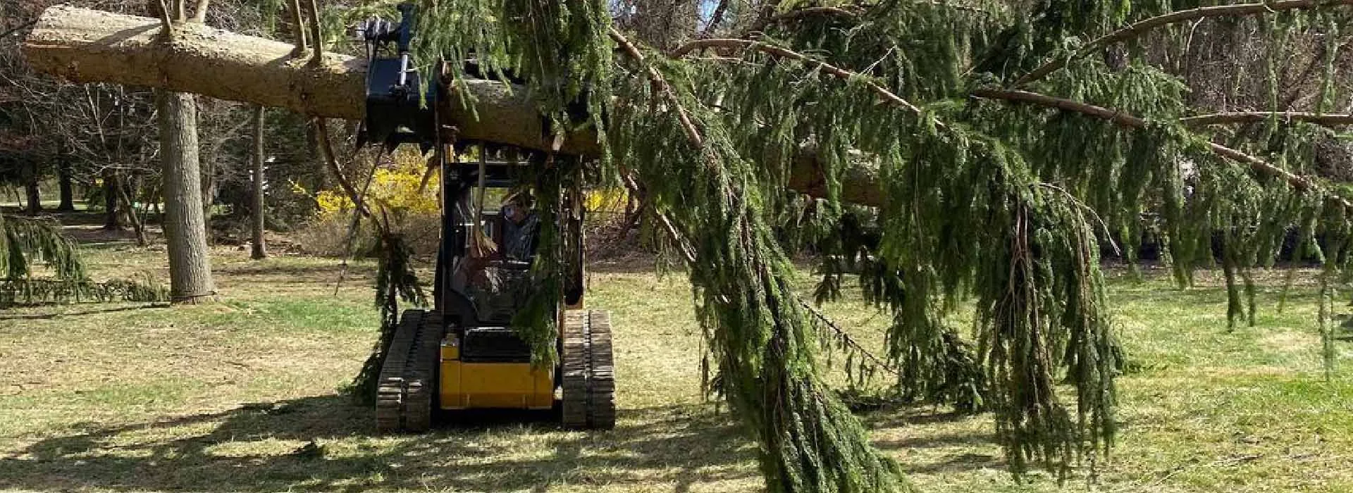 Jack's Tree Service gallery 6