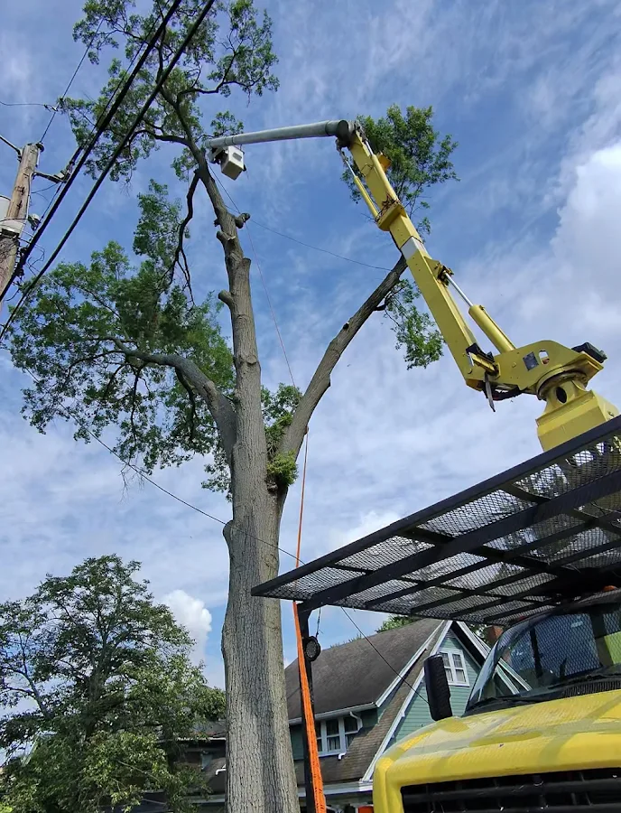 Jacob’s Tree Experts LLC