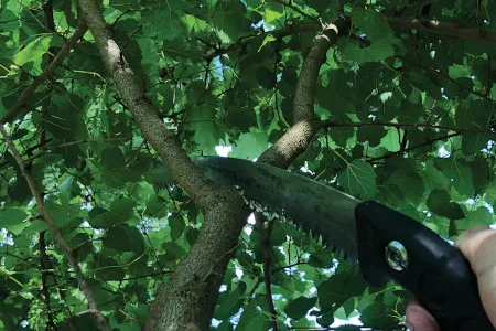 Jacob Sauer Tree Care gallery 3