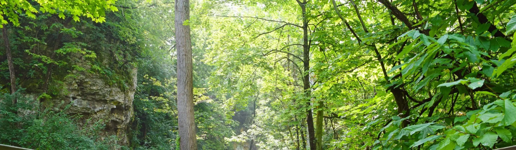 Jacob Sauer Tree Care gallery 5
