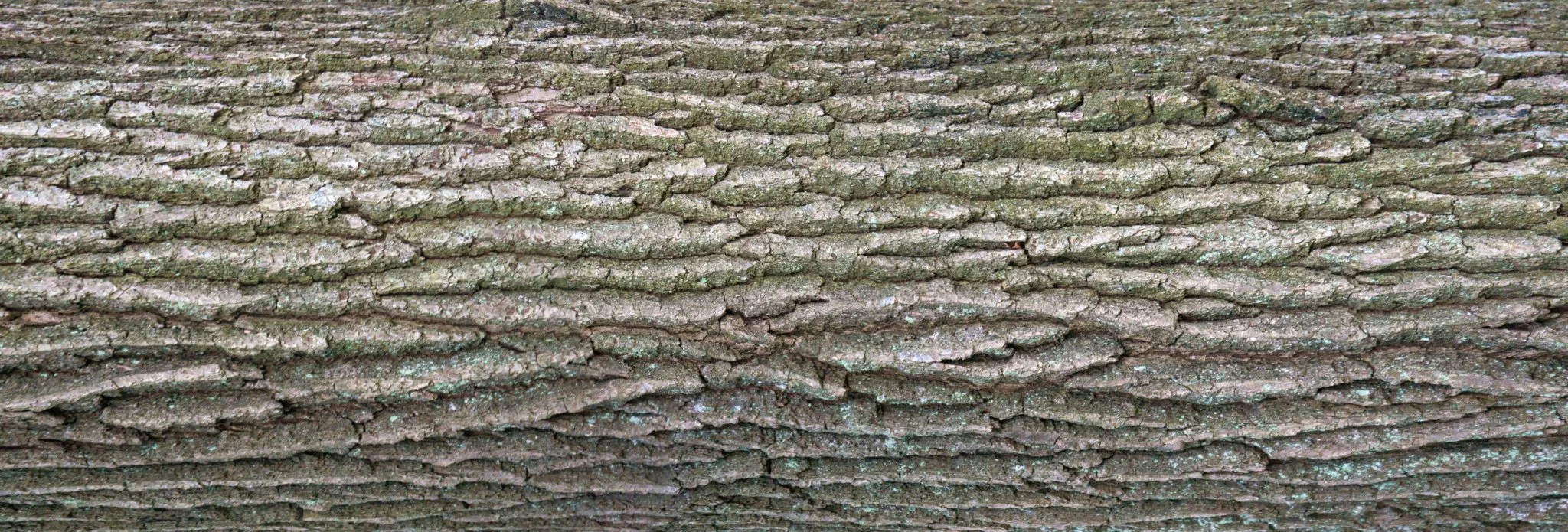 Jacob Sauer Tree Care gallery 6