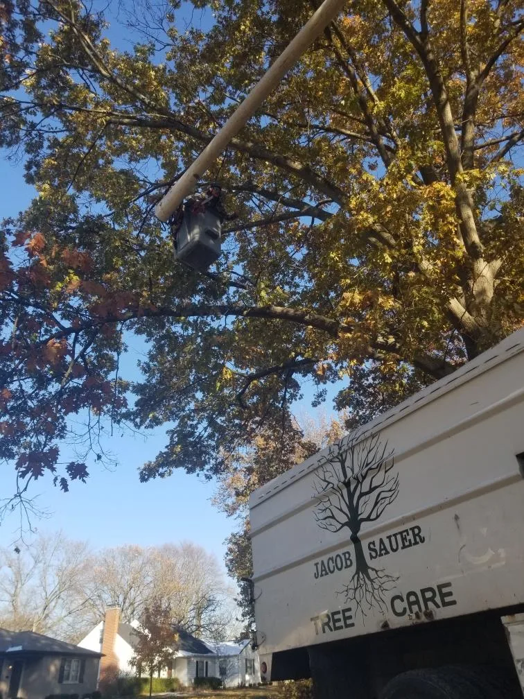 Jacob Sauer Tree Care gallery 8