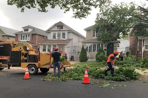 JB Tree Care gallery 5