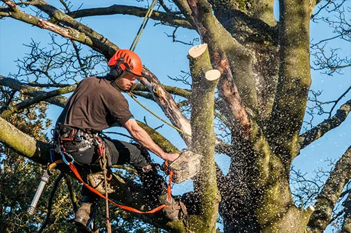 JB Tree Care gallery 6