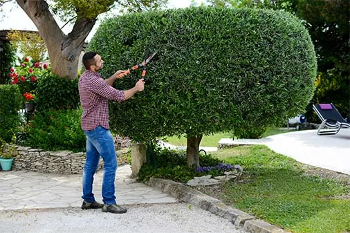 JB Tree Care gallery 7