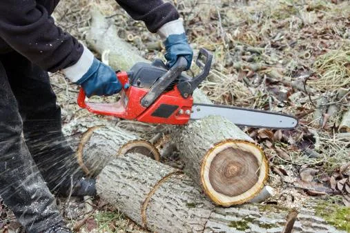 JB Tree Care gallery 8