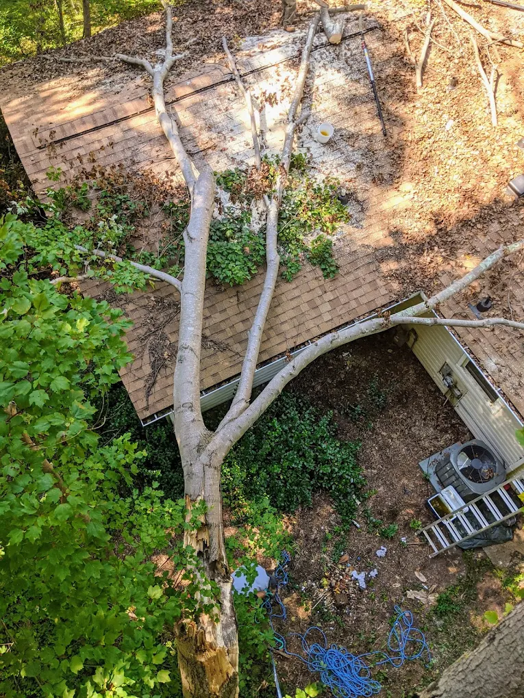 JD TREE, LLC gallery 2