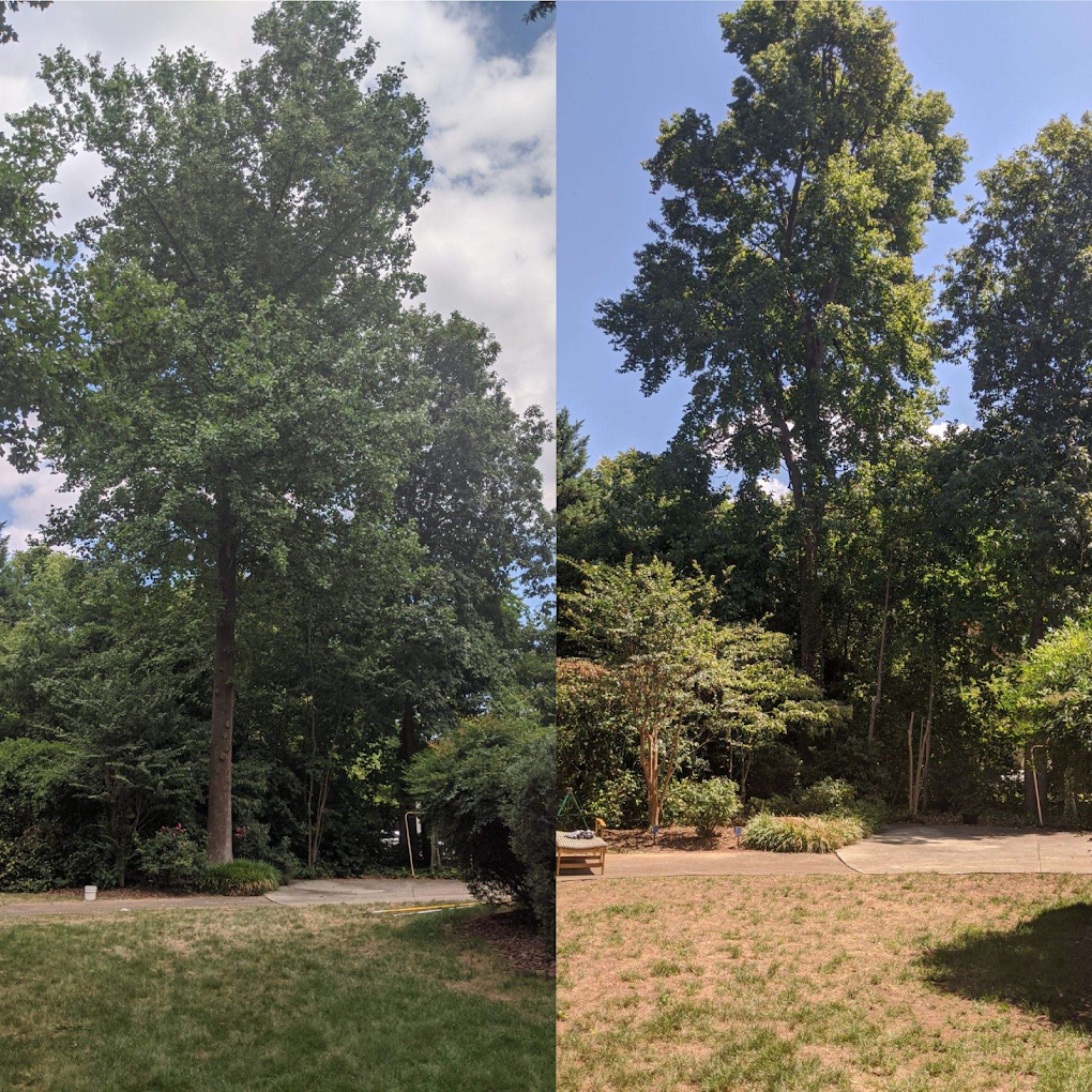 JD TREE, LLC gallery 6