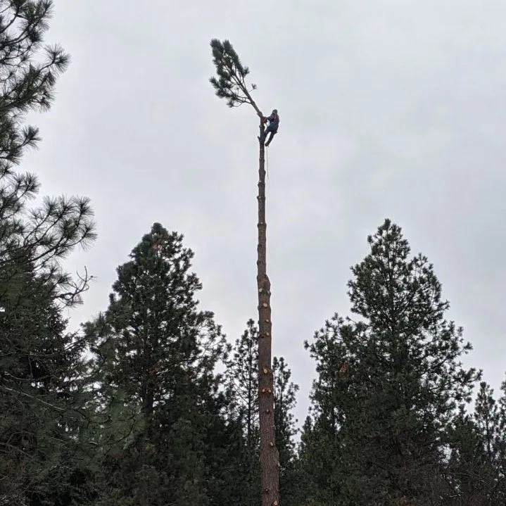 Jeffreys Tree Services