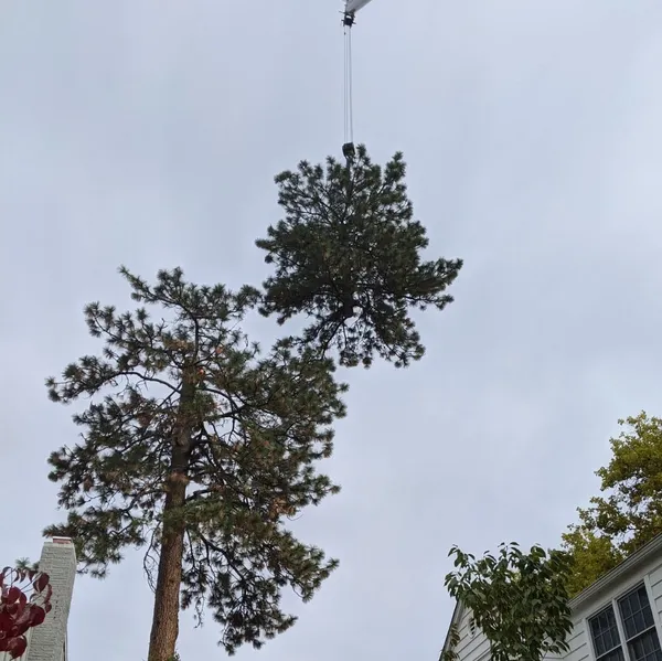 Jeffreys Tree Services gallery 4