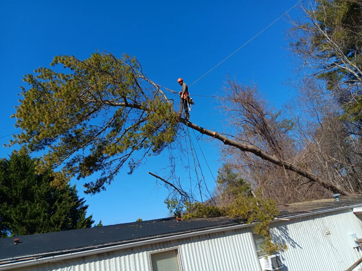 Jenkins Tree Care work site