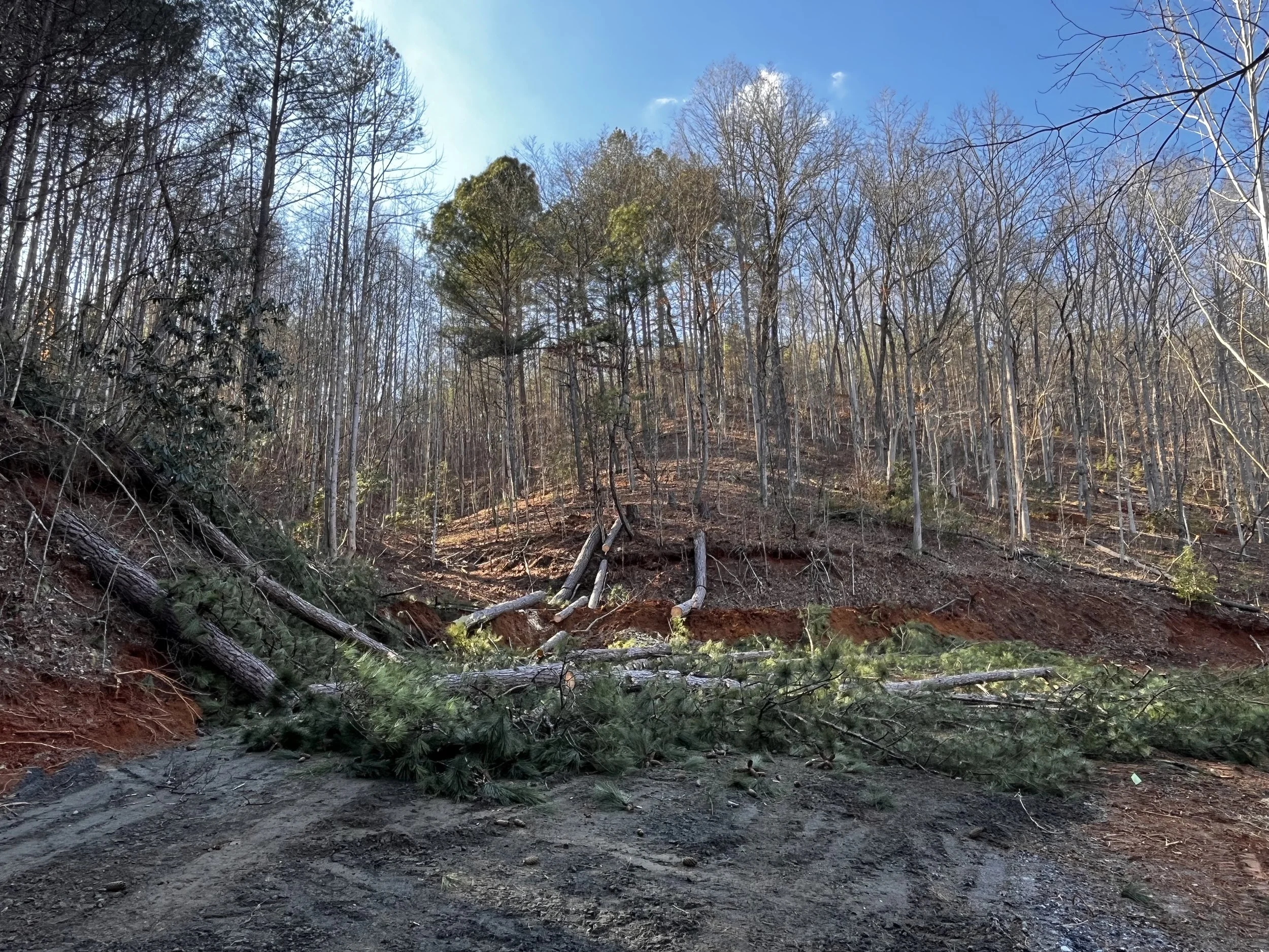 Jenkins Tree Care gallery 9