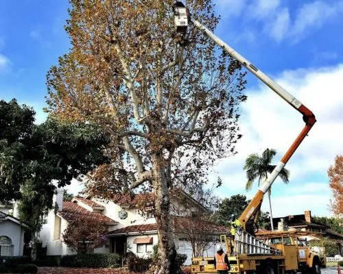Jimmie’s Tree Service Inc. gallery 4