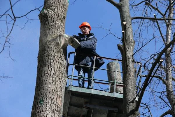 Jimmy's Bronx Tree Company gallery 5