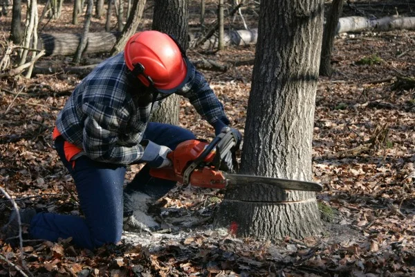 Jimmy's Bronx Tree Company gallery 7